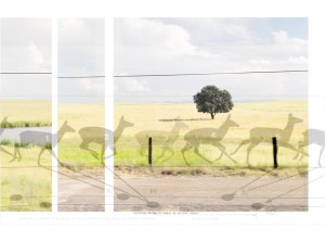 5 VIAS SECUNDARIAS Paisaje aislado 1 Gamo