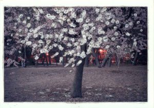 FAIRYTALES Modelos #14116