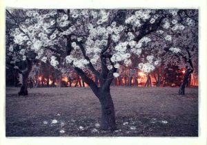 FAIRYTALES Terreno #4120 copy