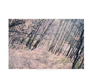 HumanParkCJC10x8(1)_Page_02_Page_39