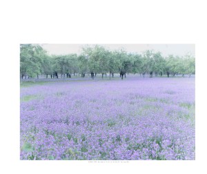 HumanParkCJC10x8(1)_Page_31